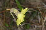 Yellow butterwort